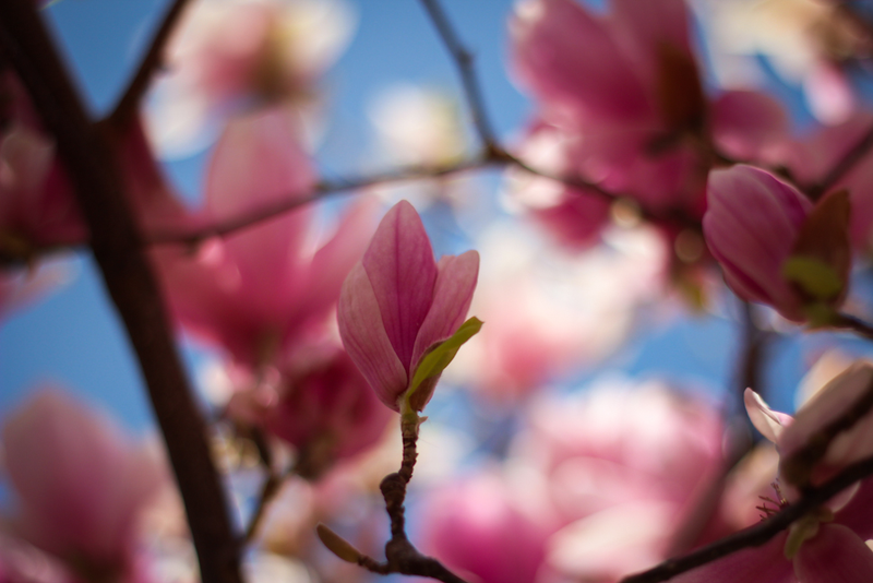 Illustration for article titled 70 Spectacular Spring Wallpapers